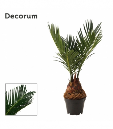 Cycas