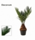 Cycas