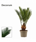 Cycas