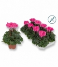 Cyclamen