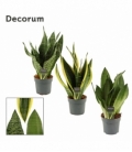 Sansevieria