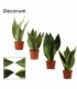 Sansevieria