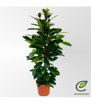 Ficus