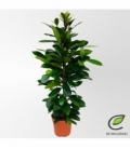 Ficus