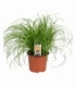 Cyperus