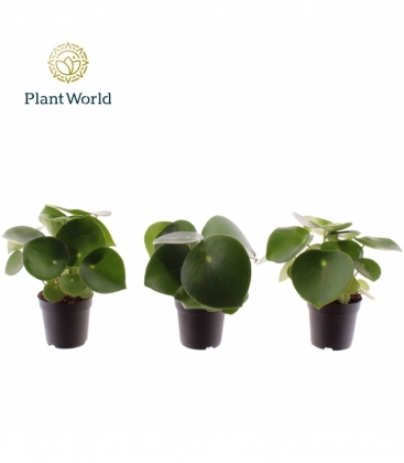 Peperomia