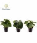 Peperomia