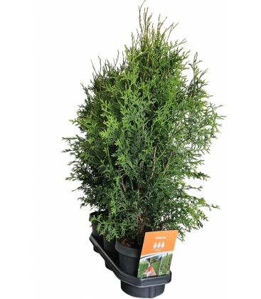 Thuja