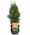 Thuja