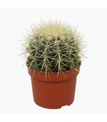 Echinocactus