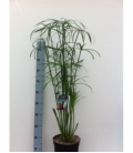Cyperus
