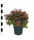 Leucothoe