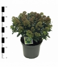 Skimmia