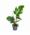Philodendron
