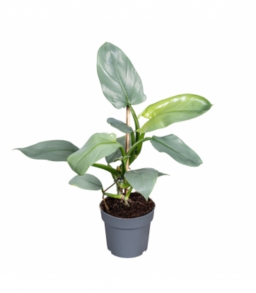 Philodendron