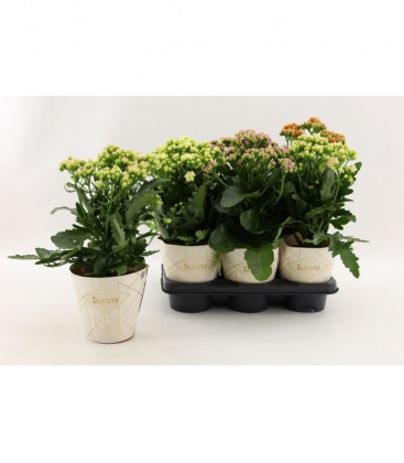 Kalanchoe