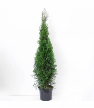 Thuja