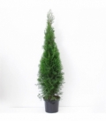 Thuja