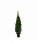 Thuja