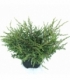 Juniperus