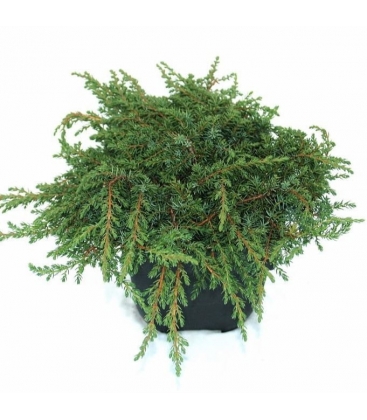 Juniperus