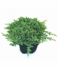 Juniperus