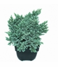 Juniperus