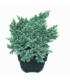 Juniperus