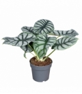 Alocasia