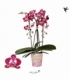 Phalaenopsis