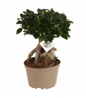 Ficus