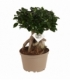Ficus