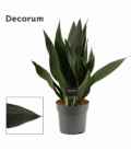 Sansevieria