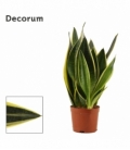 Sansevieria