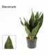 Sansevieria