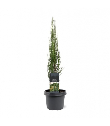 Juniperus