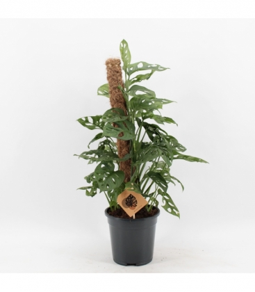 Monstera