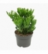 Crassula