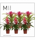 Bromelia