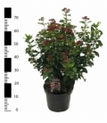 Viburnum