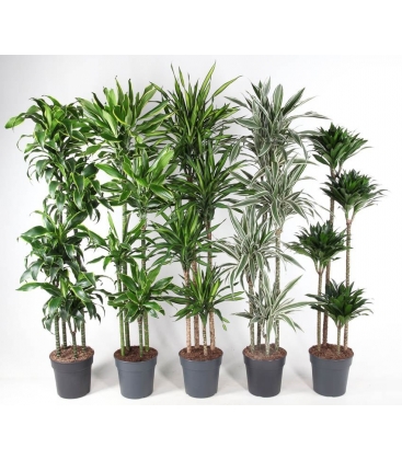 Dracaena