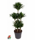 Dracaena