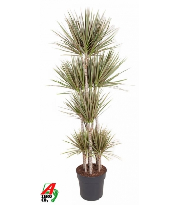 Dracaena