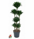 Dracaena