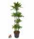 Dracaena
