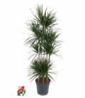 Dracaena