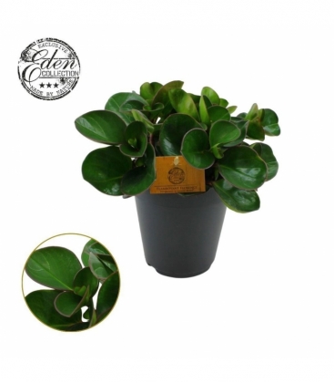 Peperomia