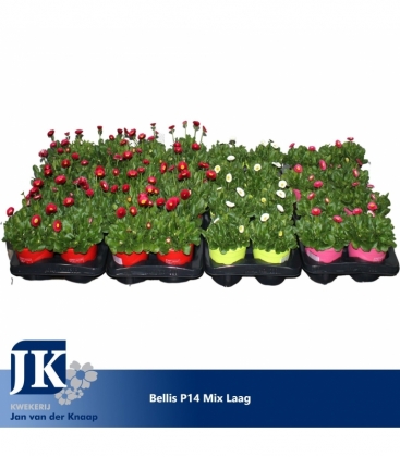 Bellis