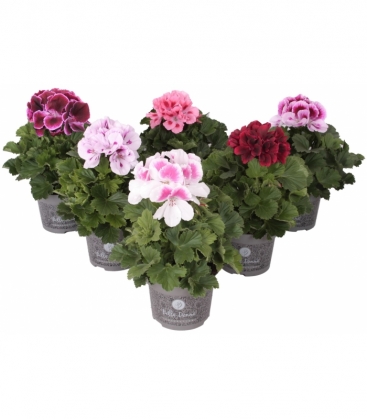 Pelargonium