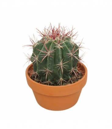 Ferocactus
